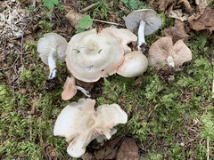 Entoloma griseum