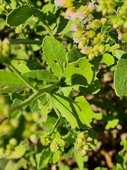 Pluchea indica