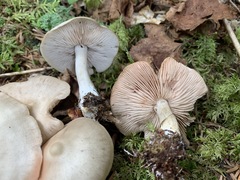 Entoloma griseum