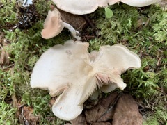 Entoloma griseum