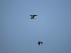 Leucophaeus atricilla