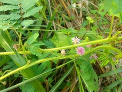 Mimosa diplotricha