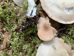 Entoloma griseum