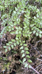 Nothofagus cliffortioides