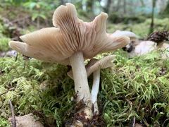 Entoloma griseum