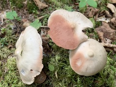 Entoloma griseum