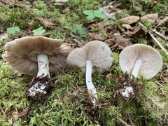 Entoloma griseum