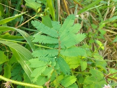 Mimosa diplotricha