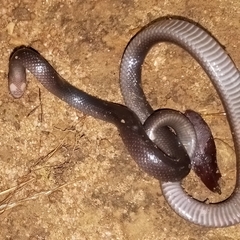 Atractaspis bibronii