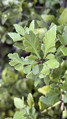 Phyllocladus alpinus
