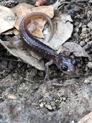 Aneides lugubris