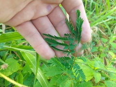 Mimosa diplotricha