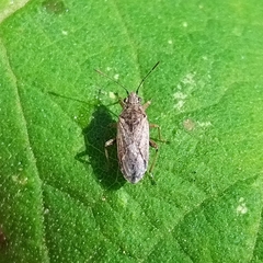 Nysius
