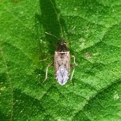 Nysius