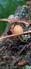Galerina