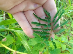 Mimosa diplotricha