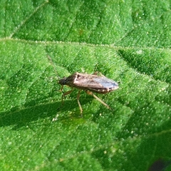 Nysius