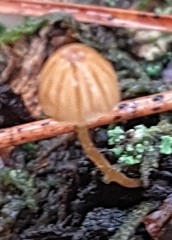 Galerina