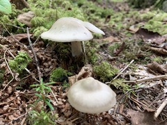 Entoloma griseum