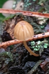 Galerina