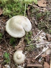 Entoloma griseum