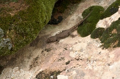 Quedenfeldtia trachyblepharus