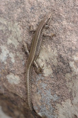 Atlantolacerta andreanskyi