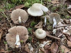 Entoloma griseum