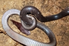 Atractaspis bibronii