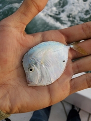 Selene setapinnis
