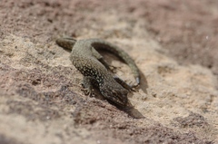 Quedenfeldtia trachyblepharus