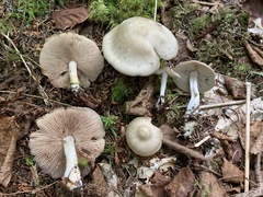 Entoloma griseum