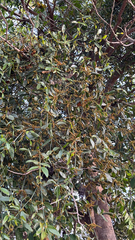 Phoradendron piperoides