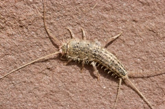 Ctenolepisma