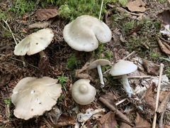 Entoloma griseum