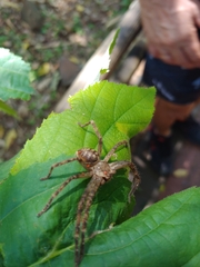 Polybetes rapidus