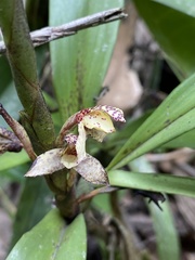 Maxillaria pardalina