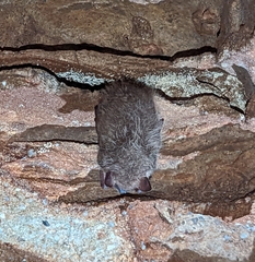 Perimyotis subflavus