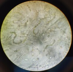 Lathagrium cristatum