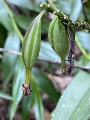 Maxillaria pardalina