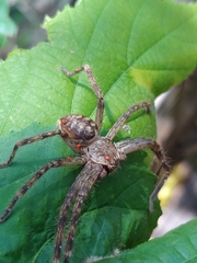 Polybetes rapidus