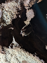 Perimyotis subflavus