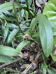 Maxillaria pardalina