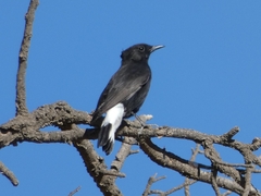 Oenanthe leucura