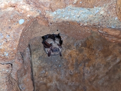 Perimyotis subflavus