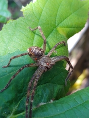 Polybetes rapidus