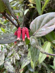 Macleania cordifolia