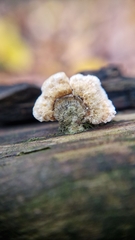 Auricularia mesenterica