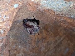 Perimyotis subflavus