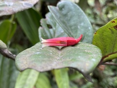 Macleania cordifolia